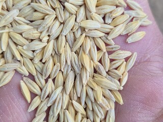grain pic 2